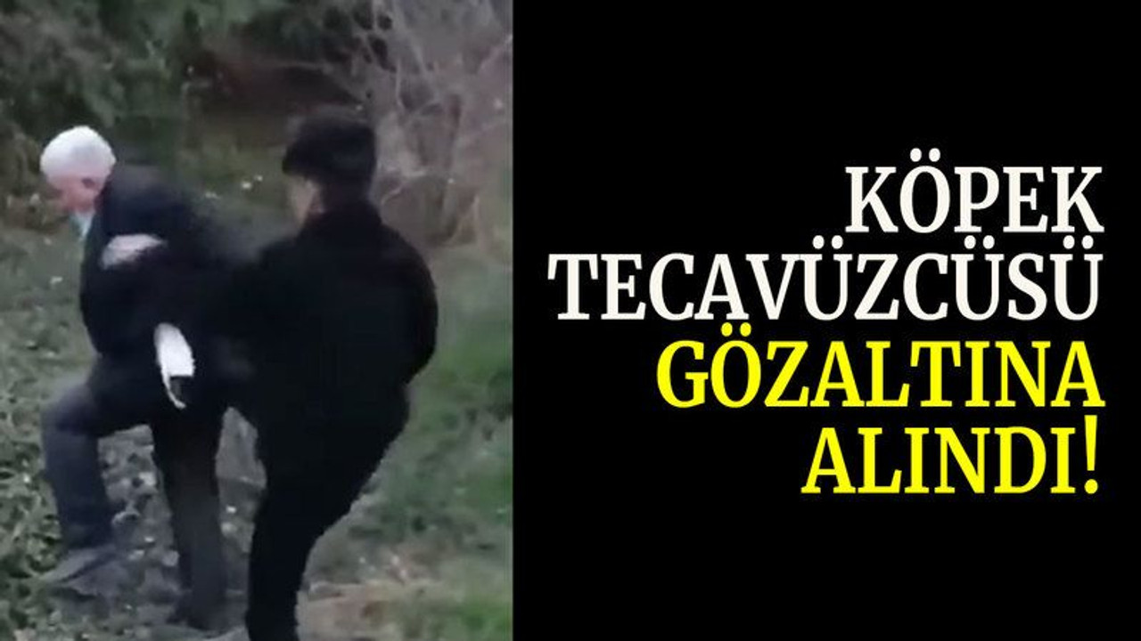 Köpek tecavüzcüsü gözaltına alındı!